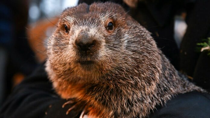 Muere la marmota Milltown Mel justo antes del Día de la Marmota