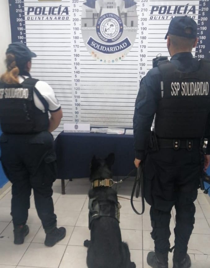 Coctél de sustancias ilícitas encuentra perro policía en la Quinta Avenida de Playa del Carmen