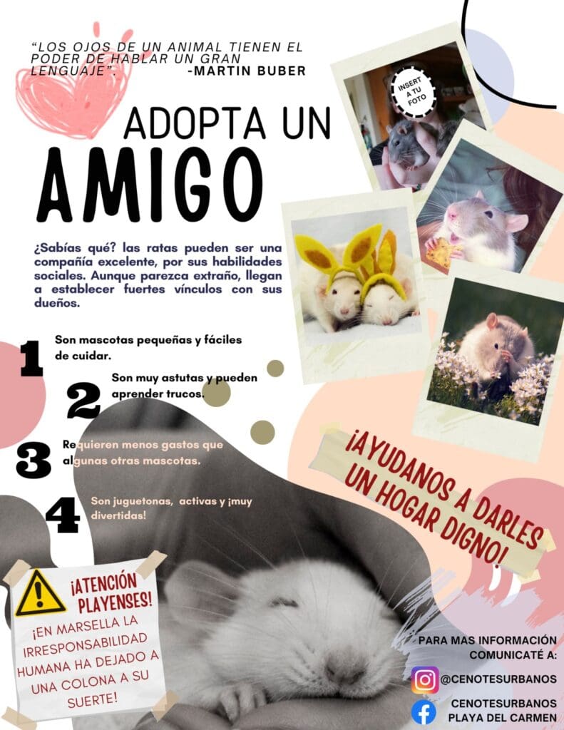 ¡Adopta una ratita! Abandonan en Playa del Carmen a ratas blancas de laboratorio y ahora buscan hogar