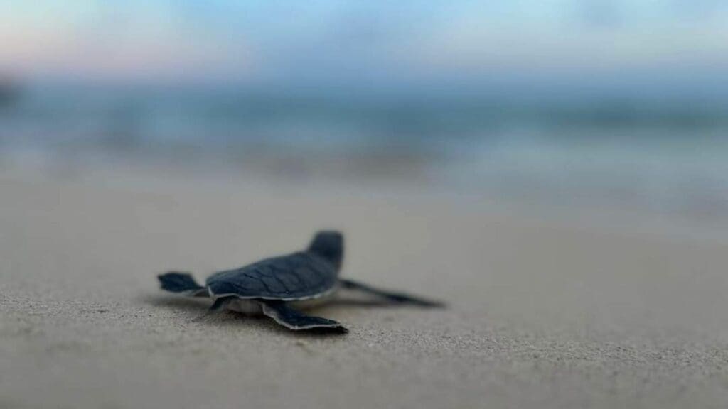 En Playa del Carmen han liberado más de 55 mil tortugas en esta temporada de anidación