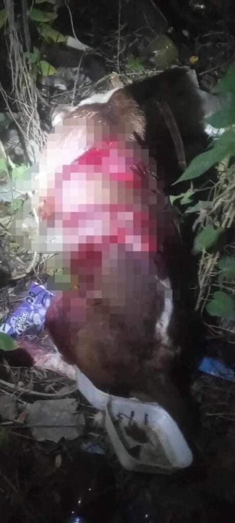 Se recupera perrito macheteado en colonia Cristo Rey de Playa del Carmen