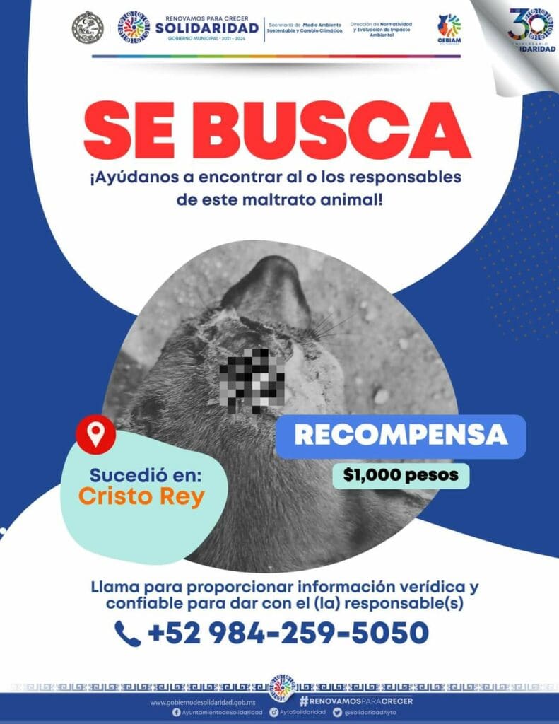 Nuevo caso de maltrato animal en Playa del Carmen; un perrito fue quemado con aceite