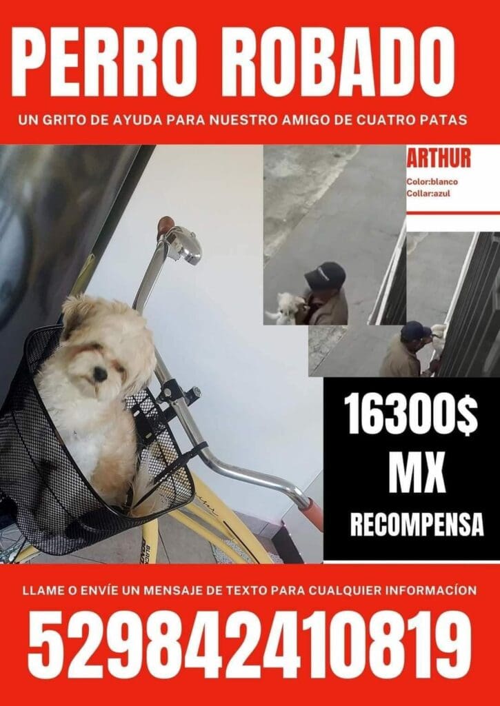 Ofrecen recompensa por Arthur, un perrito robado en Playa del Carmen